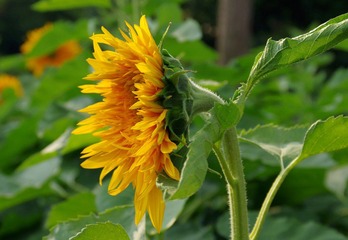IMGP8778.JPG