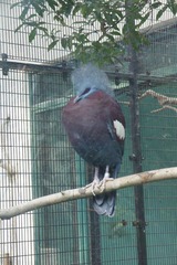 IMGP8976蓝凤冠鸠.JPG