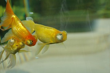 IMGP8927影子.JPG