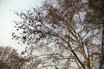 IMGP8932秋意正浓.JPG
