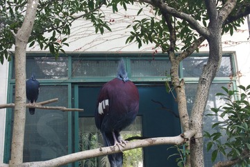 IMGP8972蓝凤冠鸠.JPG