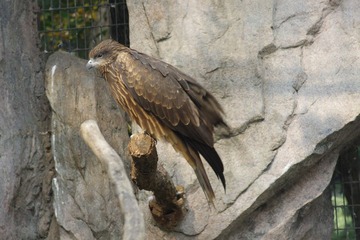 IMGP9047黑耳鸢.JPG