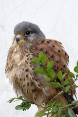 IMGP9057红隼.JPG