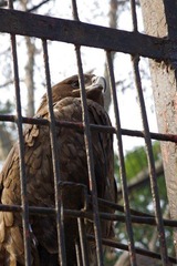 IMGP9063秃鹫.JPG