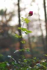 IMGP9224蔷薇花.JPG