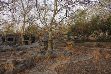 IMGP9315四川羚牛.JPG