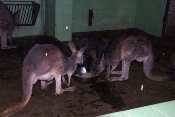 IMGP9323灰大袋鼠.JPG