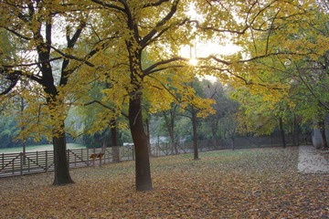 IMGP9372落叶知秋.JPG