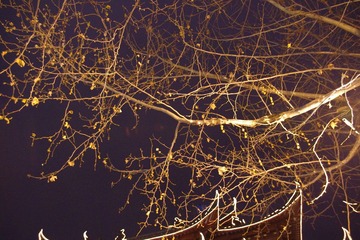 IMGP0161.JPG