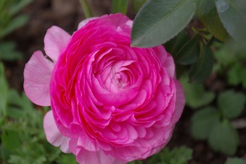 IMGP8699.JPG