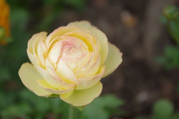 IMGP8697.JPG