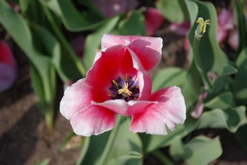 IMGP8773.JPG