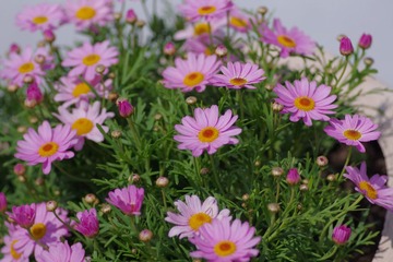 IMGP8822.JPG