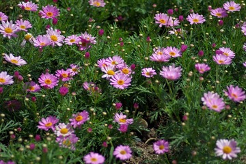 IMGP8838.JPG