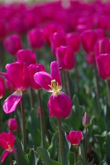 IMGP8843.JPG