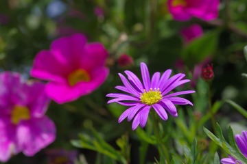 IMGP8851.JPG