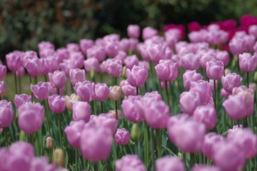 IMGP8853.JPG