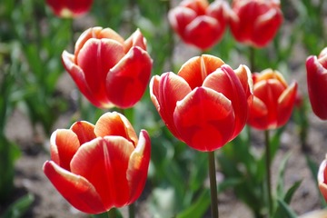IMGP8862.JPG