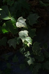IMGP8934.JPG