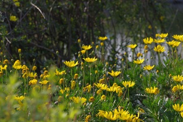 IMGP9071.JPG