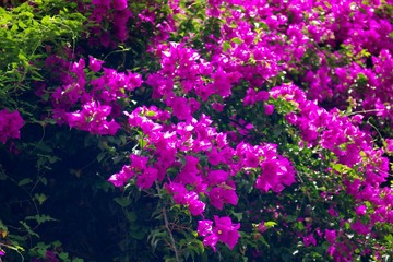 IMGP0412.JPG