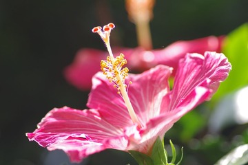 IMGP0510.JPG
