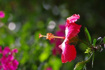 IMGP0508.JPG