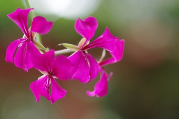 IMGP0518.JPG