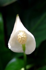IMGP0525.JPG