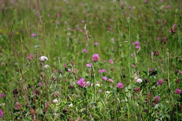 IMGP1142.JPG