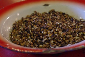 IMGP9218.JPG