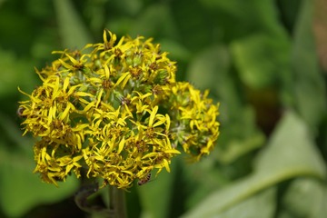 IMGP9534.JPG
