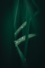 201036