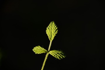 26092