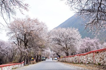 高原桃花