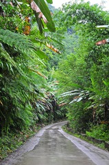 路、香蕉林