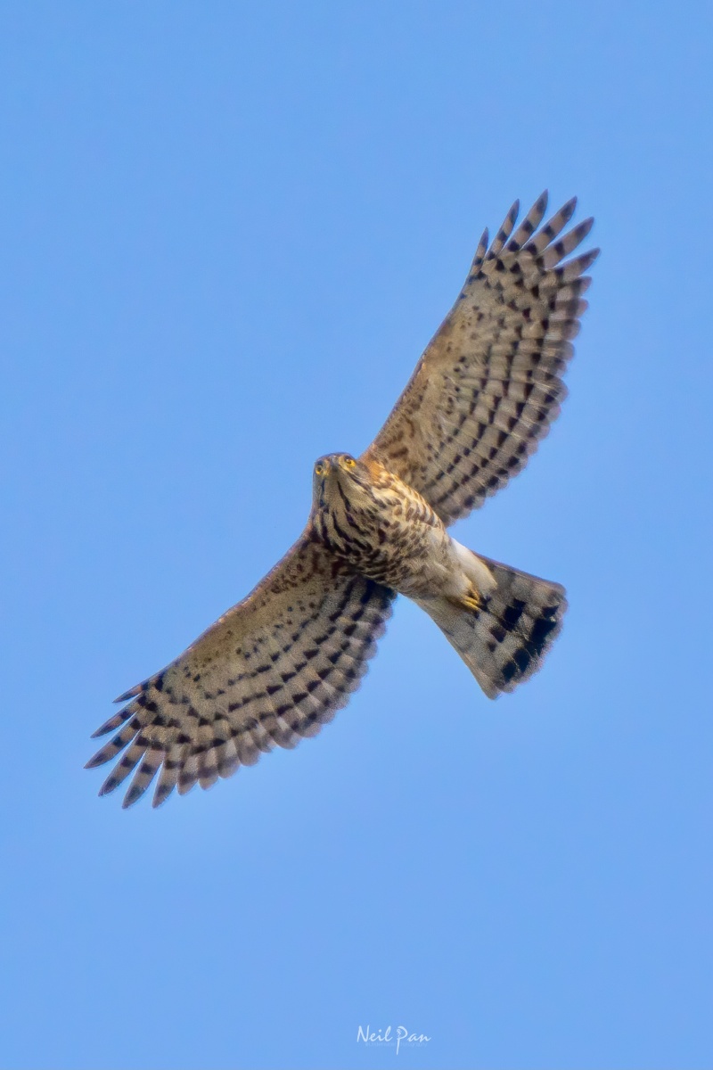 凤头鹰 - neil东南风 - 图虫