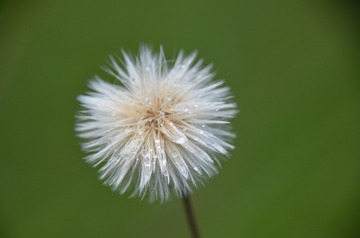 40680