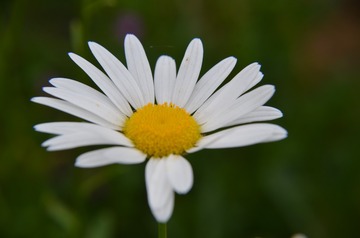 39684