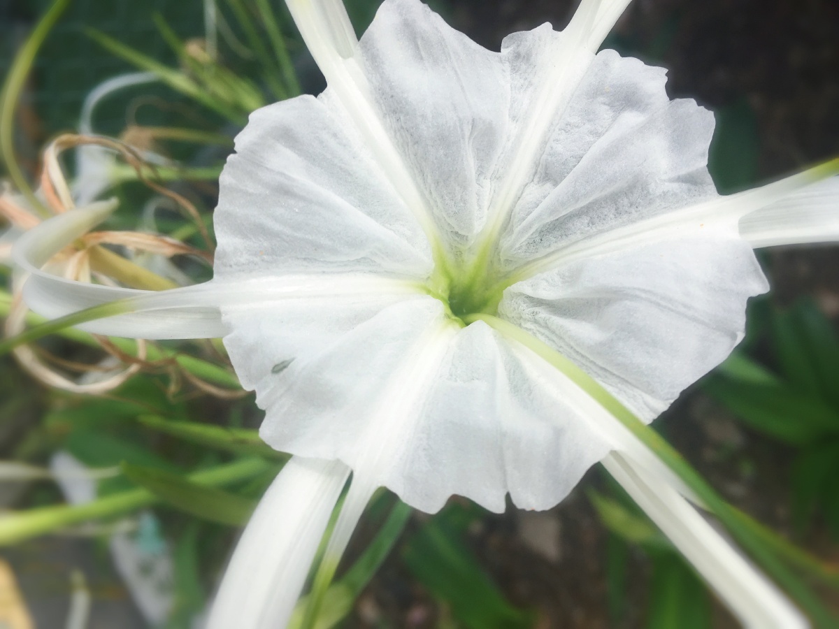浅青含粉的荷包透白如雪的水鬼蕉灿黄健硕的并蒂黄花出门的意趣就在