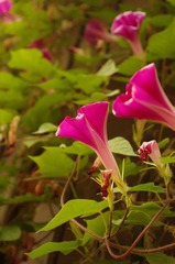 IMGP0295.JPG