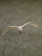 850784