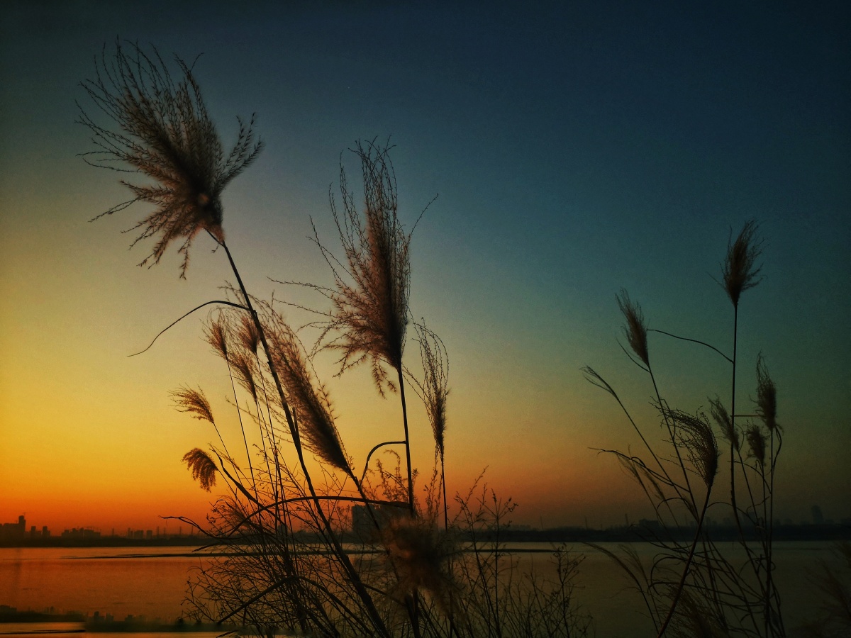 白沙洲江边芦苇在夕阳晚霞下美的如此醉人