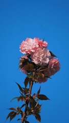 D73A9501-D84C-46BF-A9B2-DD9D245EE4C2/L0/001
