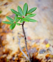 IMG_0718.JPG