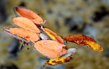IMG_0766.JPG