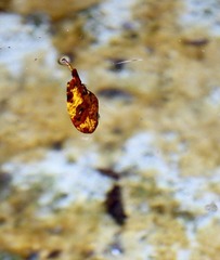 IMG_0767.JPG