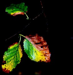 IMG_1438.JPG
