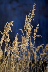 IMG_7454.JPG