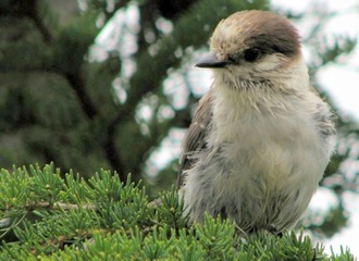 IMG_0020'